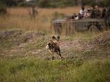 Africa 181 : Africa, African Wild Dog, Animal, Botswana, Mammal, Okavango, People, Safari Participants, Vumbura Plains